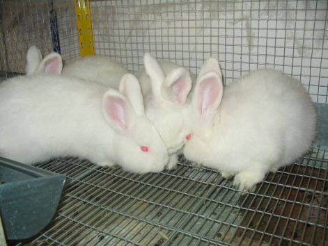 hopihe_kicsinyei_valasztaskor.jpg
